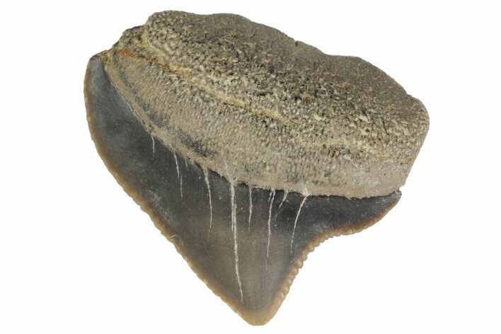 Fossil Crow Shark (Squalicorax) Tooth - Texas #164673